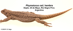 Phymaturus ceii
