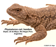 Phymaturus ceii
