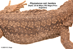 Phymaturus ceii