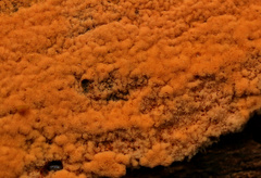 Phlebiodontia subochracea