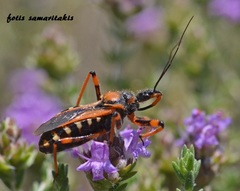 Rhynocoris rubricus