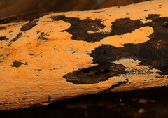 Phlebiodontia subochracea