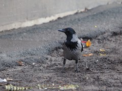 Corvus cornix