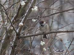 Passer domesticus
