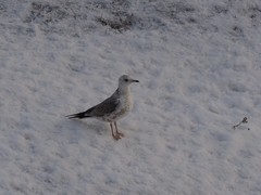 Larus canus