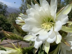 Trichocereus