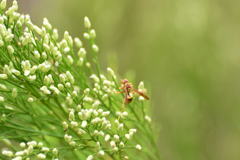 Polistes dorsalis californicus