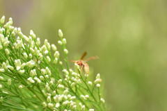 Polistes dorsalis californicus