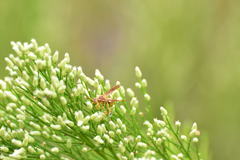 Polistes dorsalis californicus