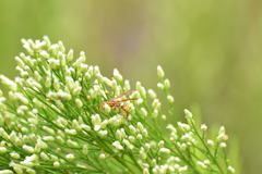 Polistes dorsalis californicus