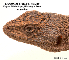 Liolaemus shitan