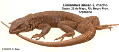 Liolaemus shitan