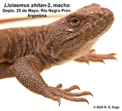 Liolaemus shitan