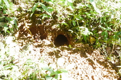 Manis pentadactyla pentadactyla