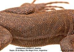 Liolaemus shitan