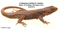 Liolaemus shitan