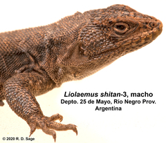 Liolaemus shitan