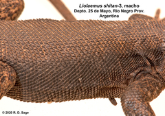 Liolaemus shitan