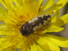 Acmaeodera pilosellae