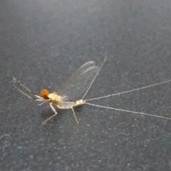 Thraulodes schlingeri