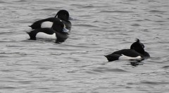 Aythya fuligula