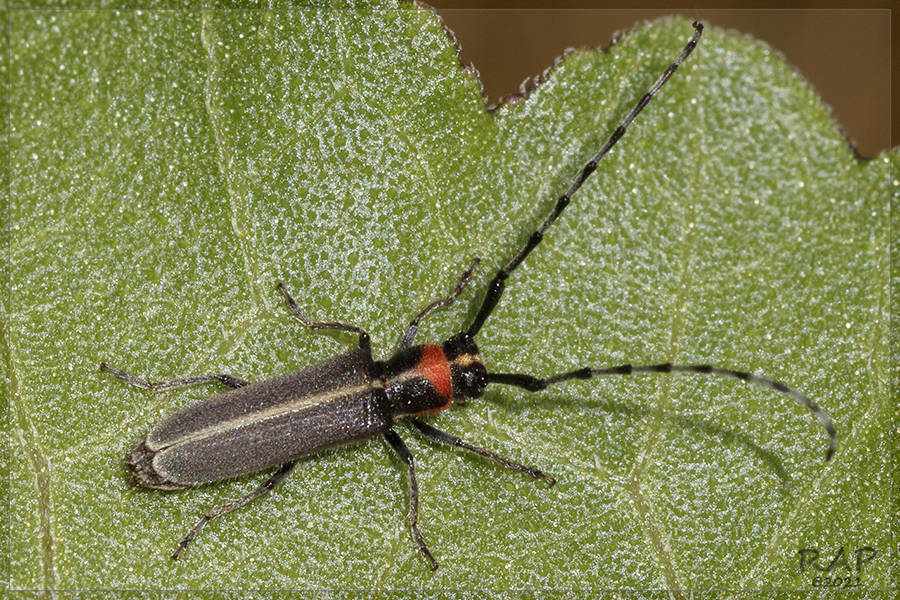 Apagomerella versicolor