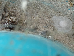 Steatoda triangulosa