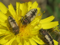 Acmaeodera pilosellae