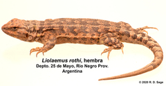 Liolaemus rothi