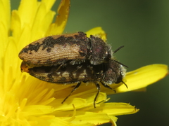 Acmaeodera pilosellae