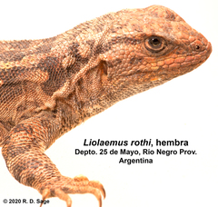 Liolaemus rothi