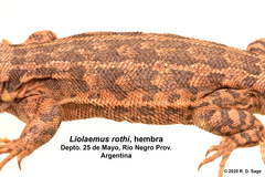 Liolaemus rothi