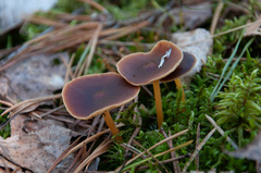 Gymnopus ocior