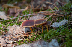Gymnopus ocior