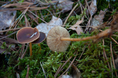 Gymnopus ocior