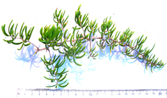 Asparagus crassicladus
