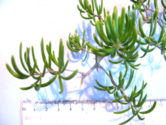 Asparagus crassicladus