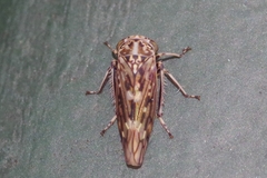 Stenidiocerus poecilus