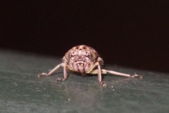 Stenidiocerus poecilus