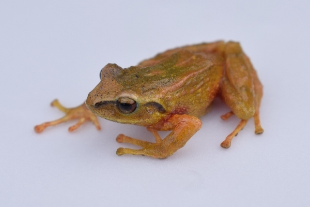 Santander Robber Frog