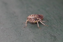 Stenidiocerus poecilus