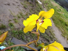 Cyrtochilum macranthum