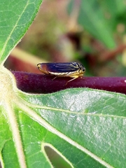 Dilobopterus costalimai