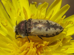 Acmaeodera pilosellae