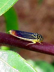 Dilobopterus costalimai