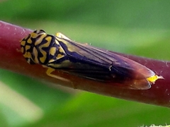 Dilobopterus costalimai