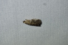Conobathra tricolorella