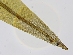 Pohlia cruda