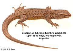 Liolaemus bibronii