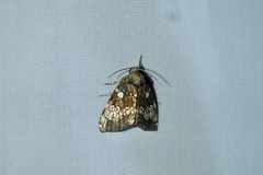 Dysmilichia gemella